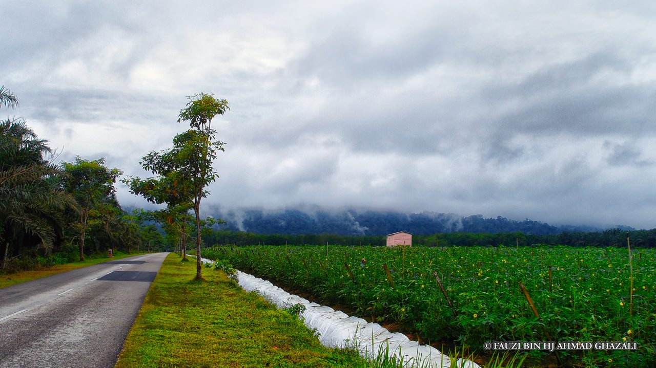 Ladang bendi di Bekok, Segamat.