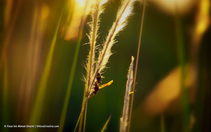 Penyengat hinggap di bunga lalang